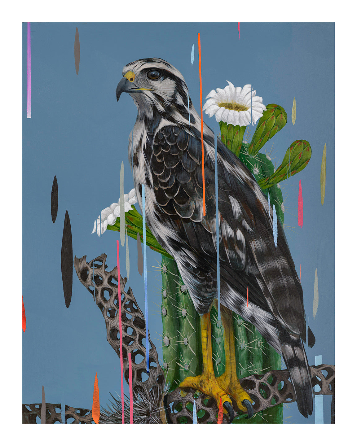The Juvenile Black Hawk archival pigment print by Frank Gonzales depicts a juvenile black hawk on a cactus with white flowers, set against a muted blue background. Colorful vertical lines and abstract shapes add to its dynamic artistic effect.