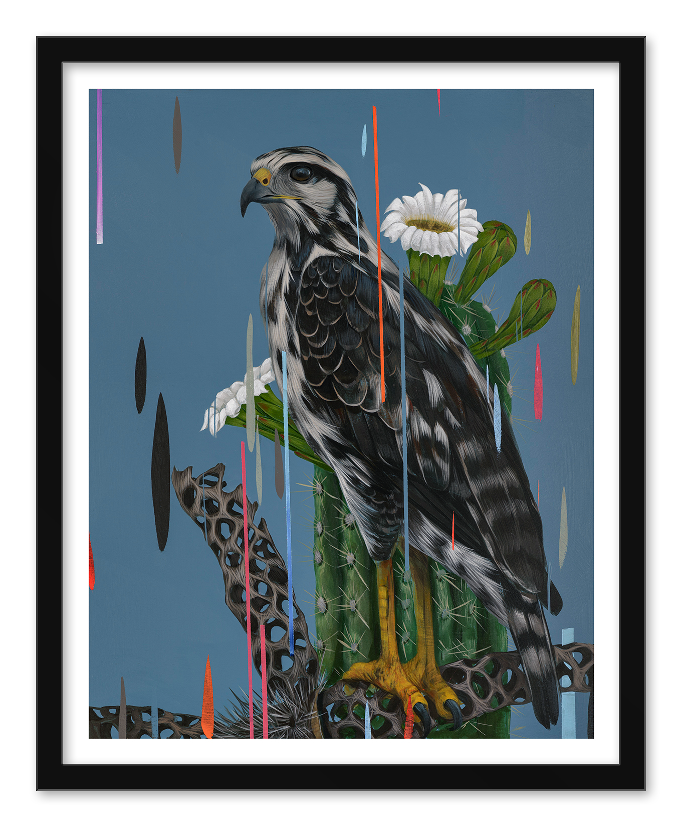 Frank Gonzales Juvenile Black Hawk exhibits a young black hawk with striking black-and-white feathers perched on a cactus with large white flowers. Set against a blue background with colorful drips, this dynamic archival pigment print is framed in black.